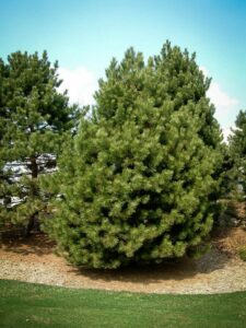 Сосна Чёрная (Pinus Nigra) купить по цене от 270.00р. в интернет-магазине «Посадика» с доставкой почтой в в Петрозаводске и по всей России – [изображение №1].