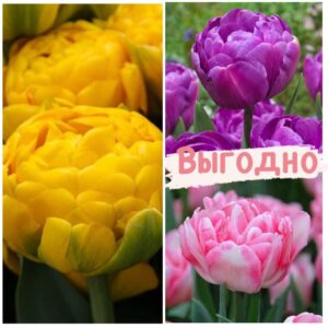 Красота в тройной выгоде! Только для любителей тюльпанов! в Петрозаводске