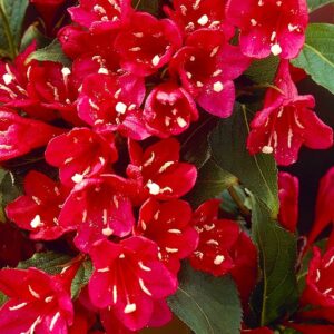 Вейгела цветущая “Ред Принц” в Петрозаводске