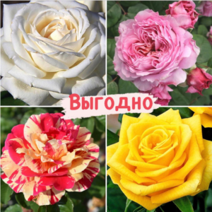 Набор Чайно-гибридные розы! в Петрозаводске