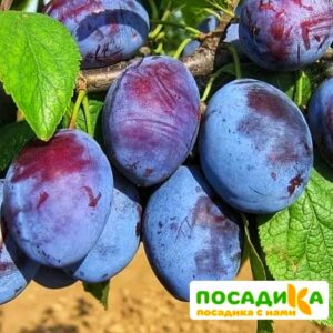 Слива Чачакская ранняя купить по цене от 229.00р. в интернет-магазине «Посадика» с доставкой почтой в в Петрозаводске и по всей России – [изображение №1].