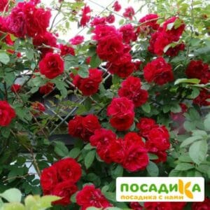 Роза плетистая Амадеус в Петрозаводске