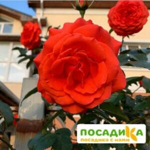 Роза плетистая Майнтауэр в Петрозаводске