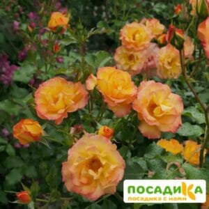 Роза Сахара в Петрозаводске