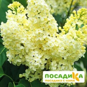 Сирень Примроуз (Primrose) купить по цене от 529.00р. в интернет-магазине «Посадика» с доставкой почтой в в Петрозаводске и по всей России – [изображение №1].