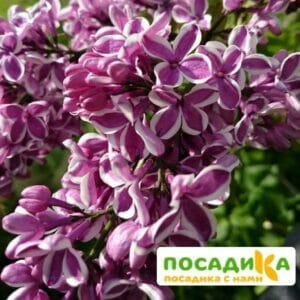 Сирень Сенсация купить по цене от 529.00р. в интернет-магазине «Посадика» с доставкой почтой в в Петрозаводске и по всей России – [изображение №1].