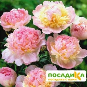 Пион Распберри Сандей (Paeonia Raspberry Sundae) купить по цене от 959р. в интернет-магазине «Посадика» с доставкой почтой в в Петрозаводске и по всей России – [изображение №1].