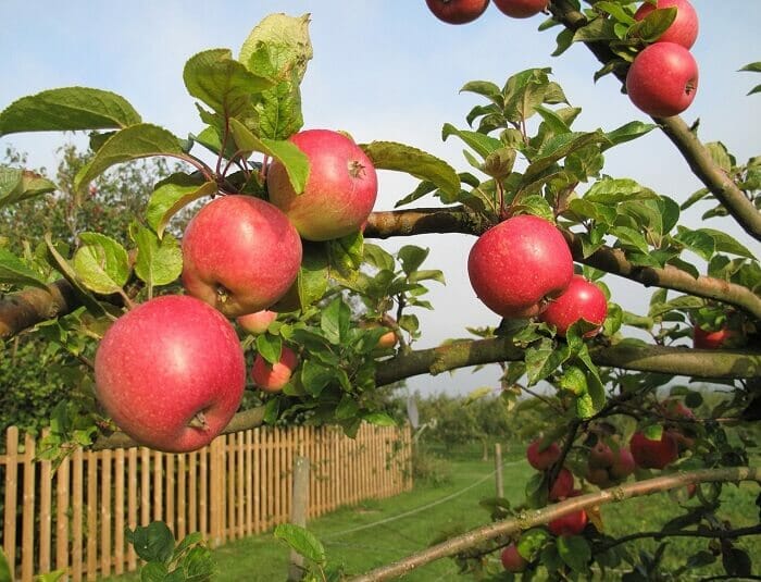 Правила и особенности посадки яблони на участке: подробная инструкция для начинающих и опытных садоводов