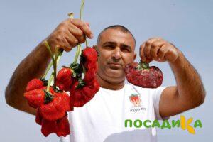 Клубника Гигант Джорнея купить по цене от 266р. в интернет-магазине «Посадика» с доставкой почтой в в Петрозаводске и по всей России – [изображение №1].