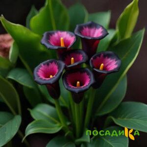 Калла Аура Лейс купить по цене от 400р. в интернет-магазине «Посадика» с доставкой почтой в в Петрозаводске и по всей России – [изображение №1].