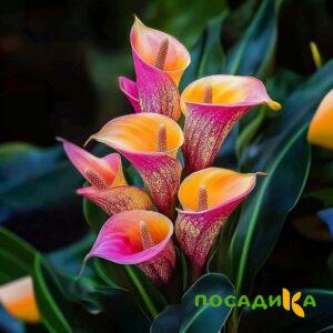 Калла Оникс купить по цене от 450р. в интернет-магазине «Посадика» с доставкой почтой в в Петрозаводске и по всей России – [изображение №1].