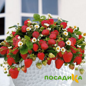 Клубника Рубиновый Шепот (горшечная) купить по цене от 240р. в интернет-магазине «Посадика» с доставкой почтой в в Петрозаводске и по всей России – [изображение №1].