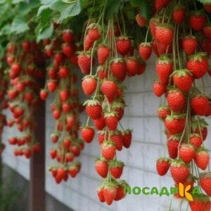 Клубника вьющаяся Комплимент купить по цене от 470р. в интернет-магазине «Посадика» с доставкой почтой в в Петрозаводске и по всей России – [изображение №1].