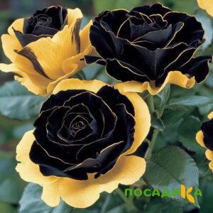 Роза Ханни Сикл купить по цене от 700р. в интернет-магазине «Посадика» с доставкой почтой в в Петрозаводске и по всей России – [изображение №1].