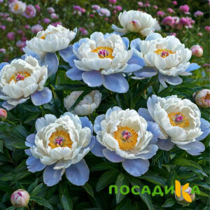 Пион акварельный Этюд купить по цене от 806р. в интернет-магазине «Посадика» с доставкой почтой в в Петрозаводске и по всей России – [изображение №1].