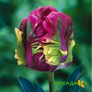 Тюльпан Экзотик Хэвен купить по цене от 186р. в интернет-магазине «Посадика» с доставкой почтой в в Петрозаводске и по всей России – [изображение №1].