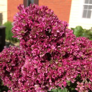 Флокс Филингс купить по цене от 329р. в интернет-магазине «Посадика» с доставкой почтой в в Петрозаводске и по всей России – [изображение №1].