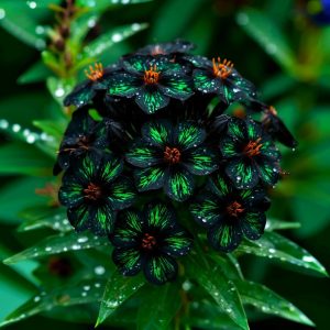 Флокс Ривьера купить по цене от 299р. в интернет-магазине «Посадика» с доставкой почтой в в Петрозаводске и по всей России – [изображение №1].