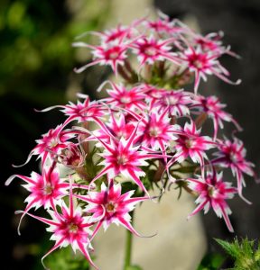 Флокс Метельчатый Путь купить по цене от 456р. в интернет-магазине «Посадика» с доставкой почтой в в Петрозаводске и по всей России – [изображение №1].