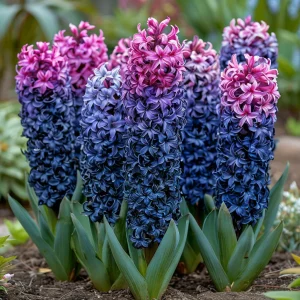 Гиацинт Блю Спринг купить по цене от 2099р. в интернет-магазине «Посадика» с доставкой почтой в в Петрозаводске и по всей России – [изображение №1].