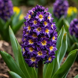 Гиацинт Вельвет Колор купить по цене от 2099р. в интернет-магазине «Посадика» с доставкой почтой в в Петрозаводске и по всей России – [изображение №1].