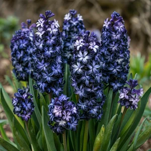 Гиацинт Блум Клауд купить по цене от 2099р. в интернет-магазине «Посадика» с доставкой почтой в в Петрозаводске и по всей России – [изображение №1].