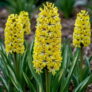 Гиацинт Сансет Голд купить по цене от 2099р. в интернет-магазине «Посадика» с доставкой почтой в в Петрозаводске и по всей России – [изображение №1].