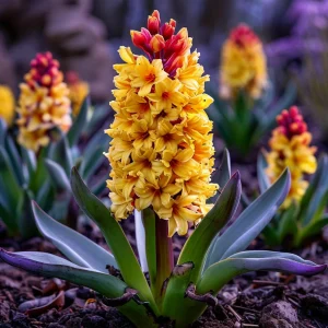 Гиацинт Миднайт Мистери купить по цене от 2099р. в интернет-магазине «Посадика» с доставкой почтой в в Петрозаводске и по всей России – [изображение №1].