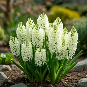 Гиацинт Дрим Трейл купить по цене от 2099р. в интернет-магазине «Посадика» с доставкой почтой в в Петрозаводске и по всей России – [изображение №1].