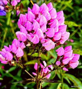 Флокс Бутоник купить по цене от 461р. в интернет-магазине «Посадика» с доставкой почтой в в Петрозаводске и по всей России – [изображение №1].