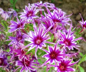 Флокс Звездное Кружево купить по цене от 361р. в интернет-магазине «Посадика» с доставкой почтой в в Петрозаводске и по всей России – [изображение №1].