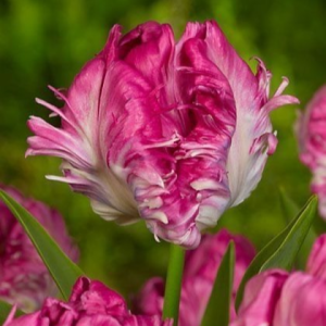 Тюльпан махровый Кул Кристал купить по цене от 400р. в интернет-магазине «Посадика» с доставкой почтой в в Петрозаводске и по всей России – [изображение №1].